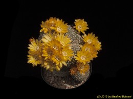 Sulcorebutia arenacea v. arenacea HS30 1226